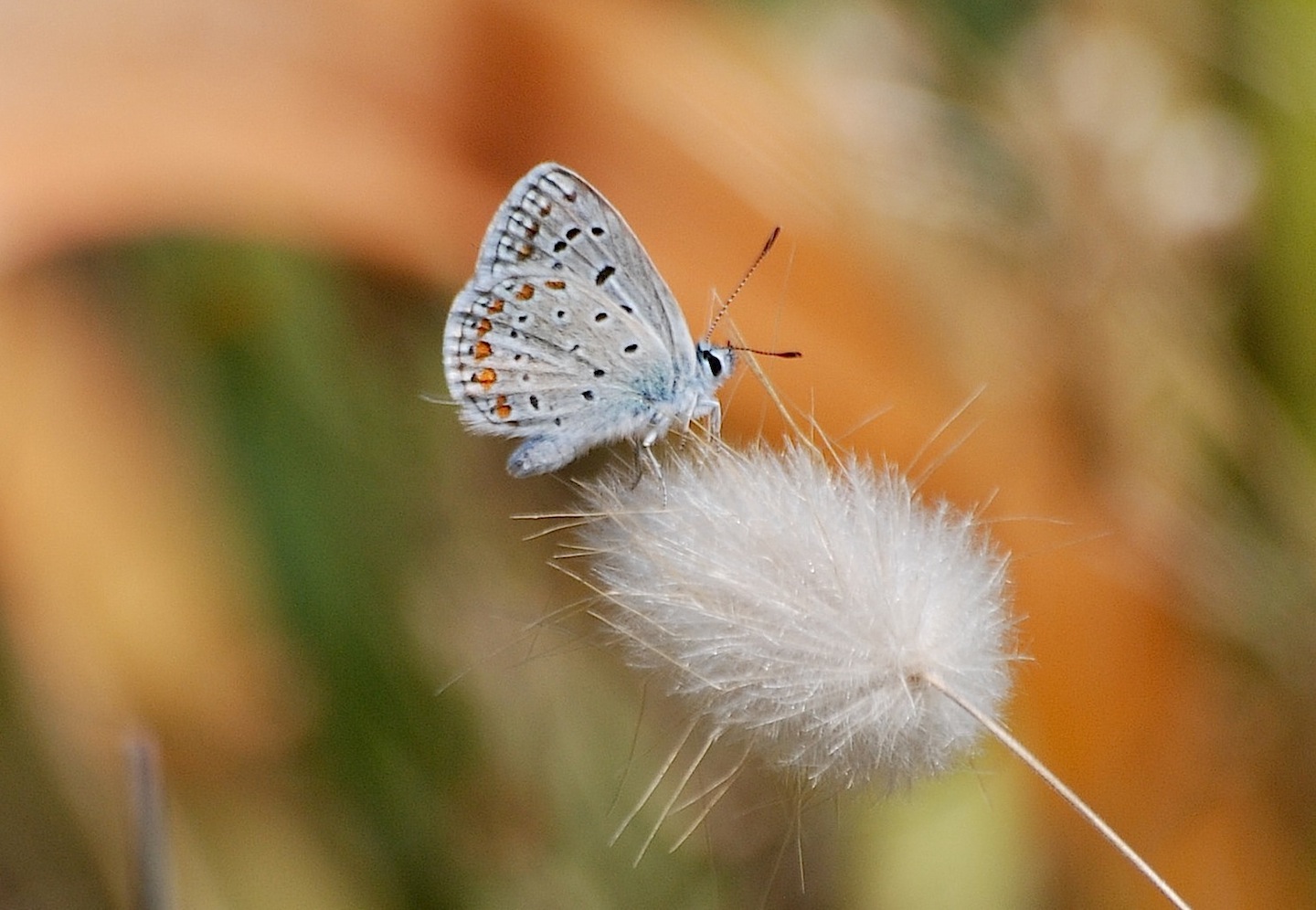 Polyommatus?